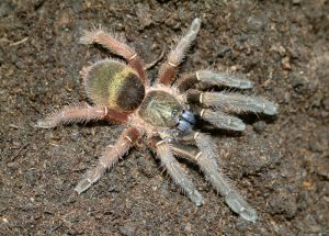 Ephebopus cyanognathus